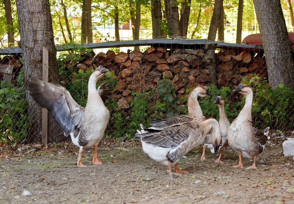Ziolowa Dolina Olsztyn  Luaran gambar