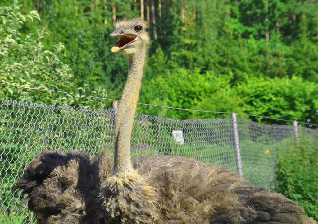 Ziolowa Dolina Olsztyn  Luaran gambar
